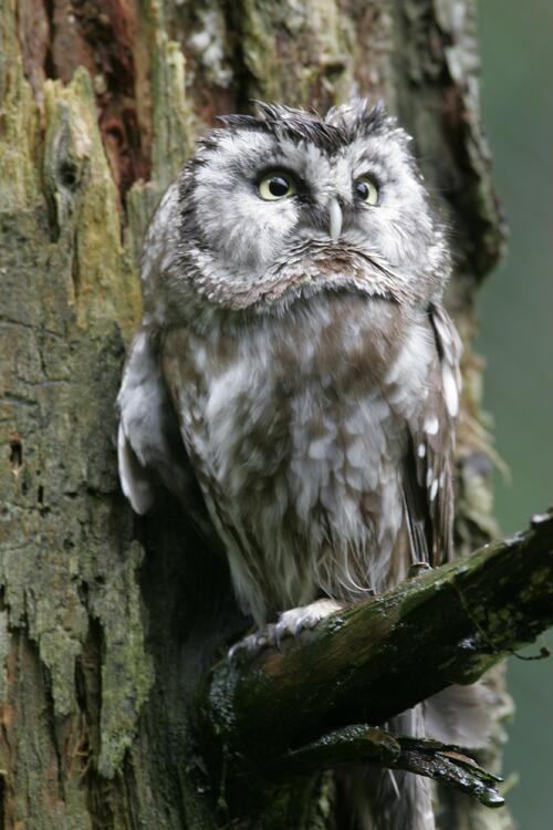Raufußkauz auf der Naturerbefläche Rüthnicker Heide (Brandenburg)  