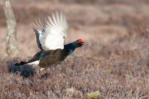 Birkhuhn auf der Naturerbefläche Zschornoer Wald (Brandenburg)  