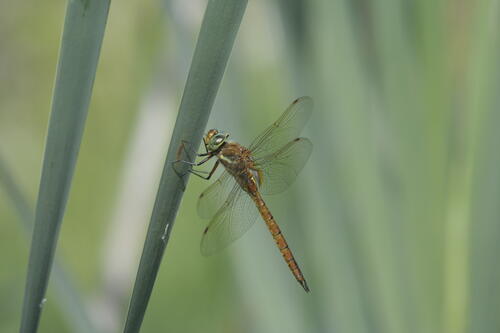 Libelle auf der Naturerbefläche Goitzsche (Sachsen-Anhalt)  