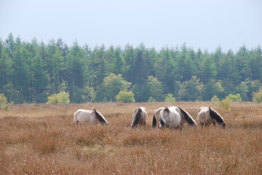 Konikpferde, Naturerbefläche Cuxhavener Küstenheiden 