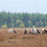 Konikpferde, Naturerbefläche Cuxhavener Küstenheiden 