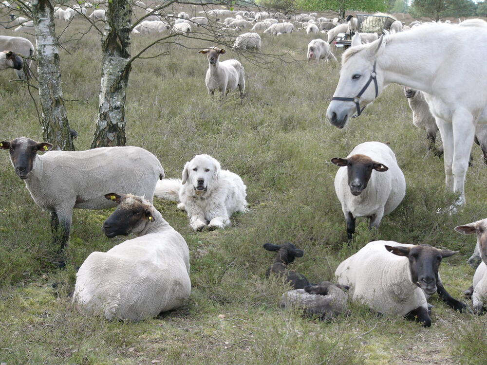 Beweidung auf der Naturerbefläche Marienfließ (Mecklenburg-Vorpommern)  