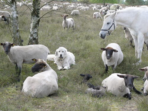 Beweidung auf der Naturerbefläche Marienfließ (Mecklenburg-Vorpommern)  
