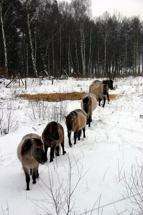 Konikpferde auf der DBU-Naturerbefläche Himmelsgrund 