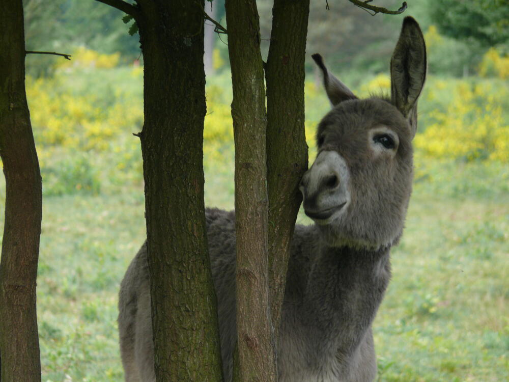 Esel auf der Naturerbefläche Wahner Heide (Nordrhein Westfalen)  