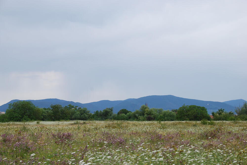 Offenland auf der Naturerbefläche Ebenberg (Rheinland-Pfalz) 