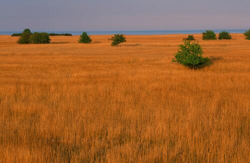 Offenland auf der Naturerbefläche Peenemünde (Mecklenburg-Vorpommern)  