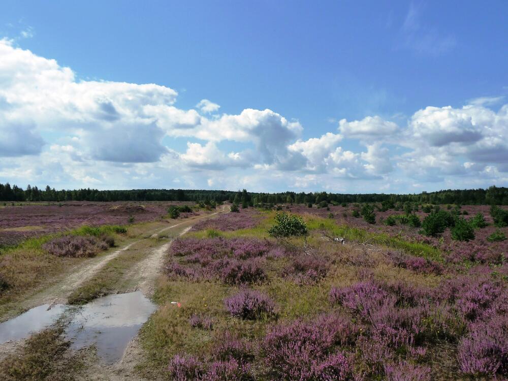 Offenland auf der Naturerbefläche Prösa (Brandenburg) © Björn Conrad