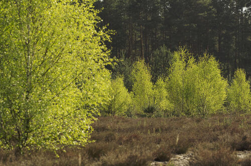 Offenland auf der Naturerbefläche Weißhaus (Brandenburg)  
