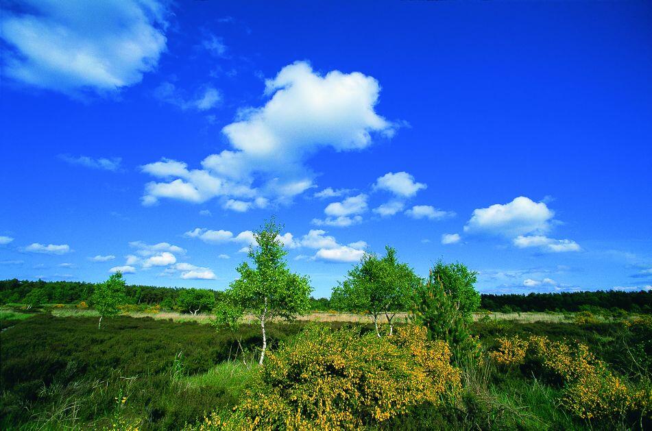 Offenland auf der DBU Naturerbefläche Prora (Mecklenburg-Vorpommern)  