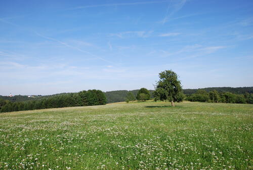 Offenland auf der Naturerbefläche Landshut (Bayern)  