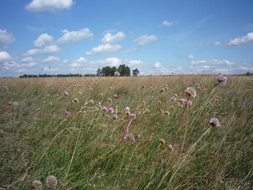 Offenland auf der Naturerbefläche Kellerberge (Sachsen-Anhalt)  © Bundesforst