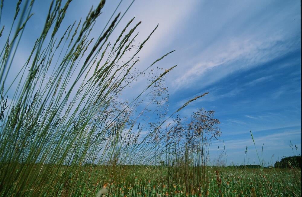 Offenland auf der Naturerbefläche Ueckermünder Heide (Mecklenburg-Vorpommern)  
