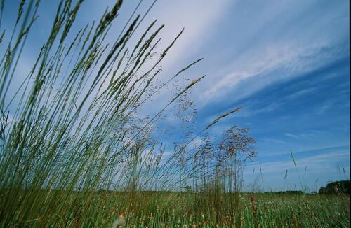 Offenland auf der Naturerbefläche Ueckermünder Heide (Mecklenburg-Vorpommern)  
