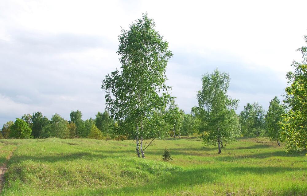 Offenland auf der Naturerbefläche Roßlauer Elbauen (Sachsen-Anhalt) 