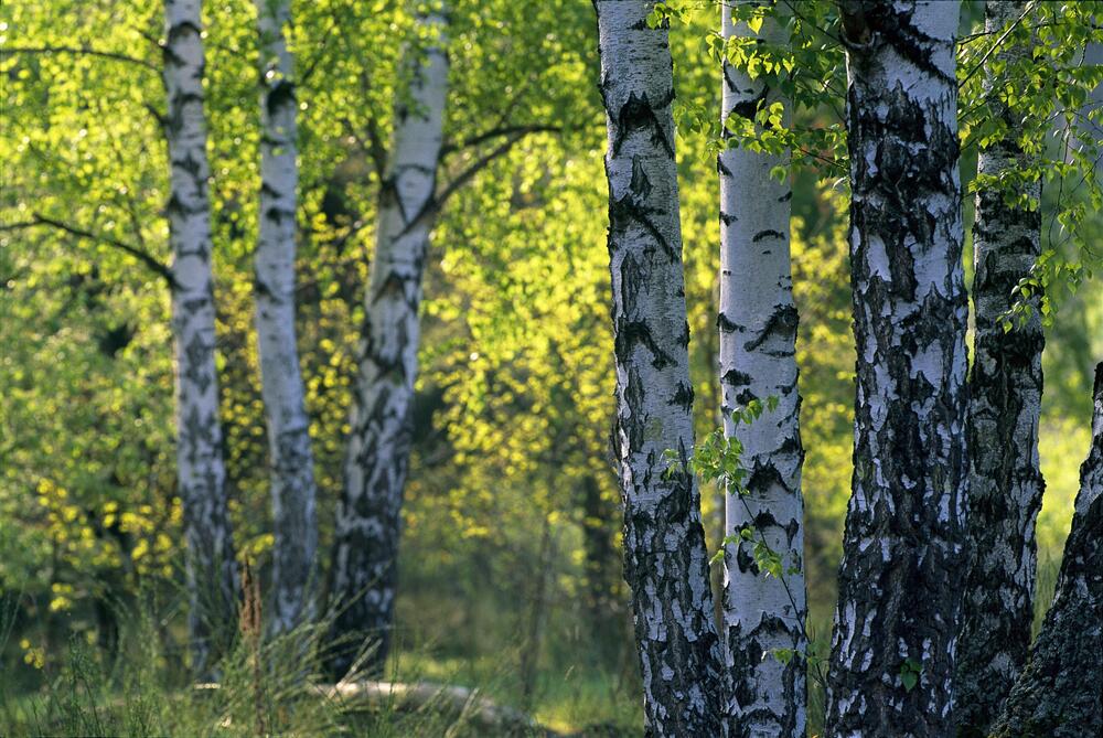 Birkenwald auf der Naturerbefläche Hainberg (Bayern)  