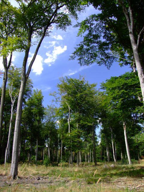 Buchenwald auf der Naturerbefläche Authausener Wald (Sachsen)  