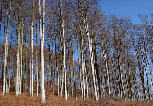 Buchenwald auf der Naturerbefläche Westliche Hainleite (Thüringen)  