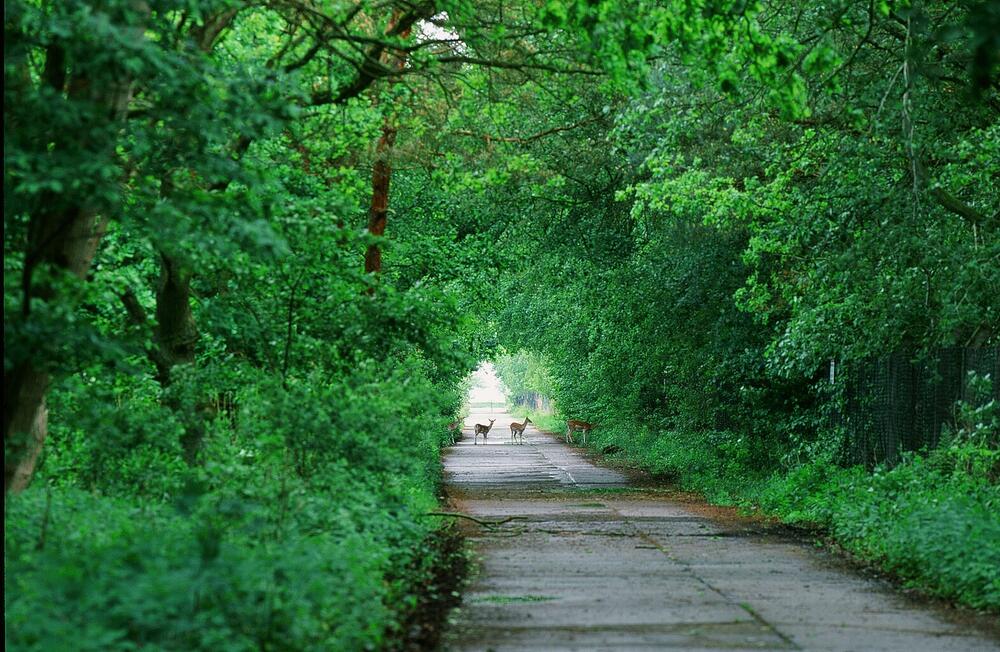 Damwild im Buchenwald auf der Naturerbefläche Peenemünde (Mecklenburg-Vorpommern)  