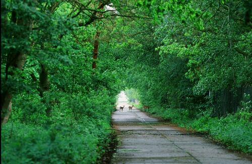 Damwild im Buchenwald auf der Naturerbefläche Peenemünde (Mecklenburg-Vorpommern)  