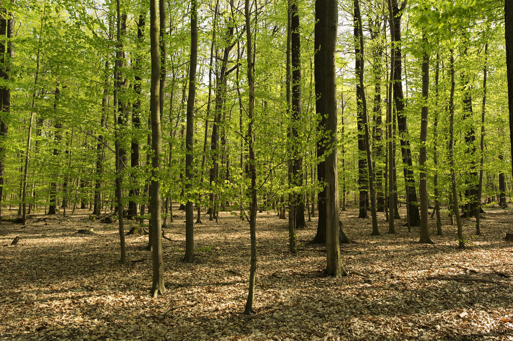 Buchenwald auf der Naturerbefläche Weißhaus (Brandenburg)  