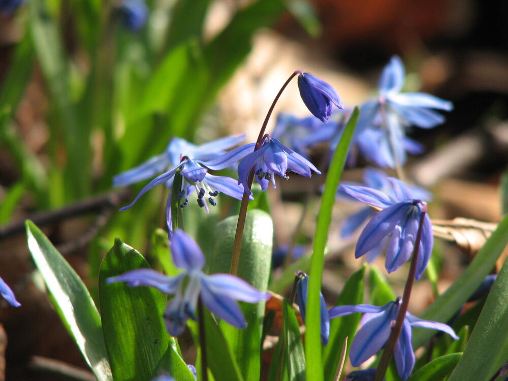 Frühling in der DBU © DBU-Archiv