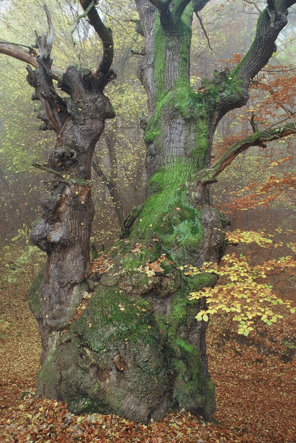 Allianzen schmieden – Naturerbe bewahren 
