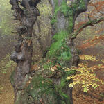 Allianzen schmieden - Naturerbe bewahren 