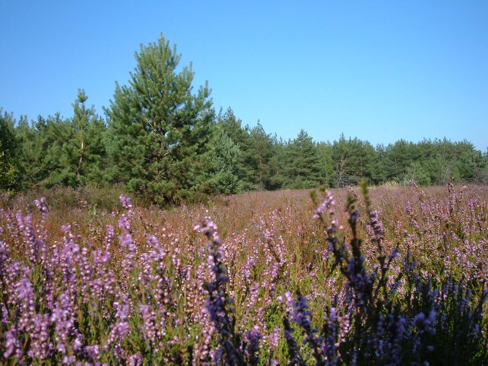 Heideblüte im Zschornoer Wald 