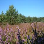 Heideblüte im Zschornoer Wald 