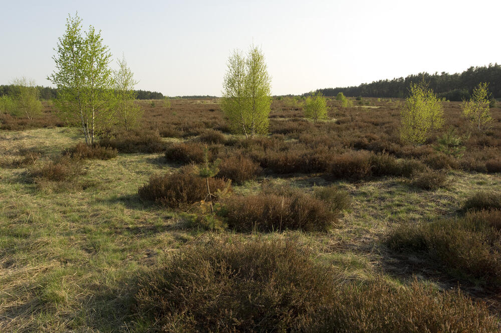 Offenland von Weißhaus 