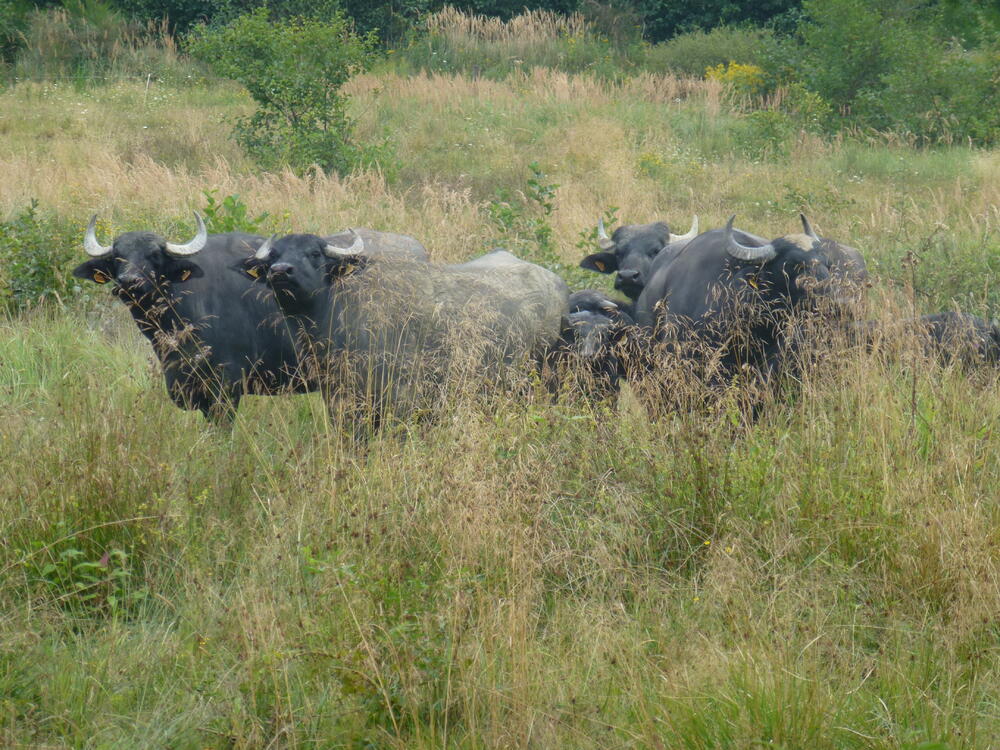 Wahner Heide Wasserbüffel 