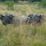 Wahner Heide Wasserbüffel 