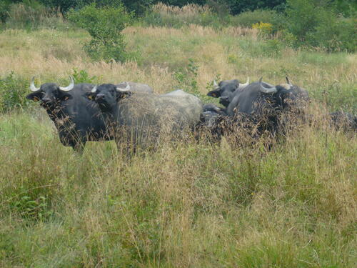 Wahner Heide Wasserbüffel 