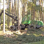 Waldumbau Pöllwitzer Wald © Bundesforst