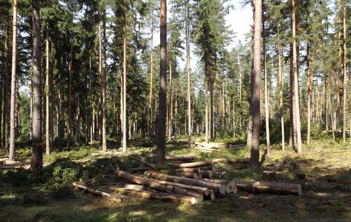 Waldumbau Pöllwitzer Wald © Bundesforst