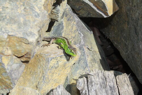 Zauneidechse © Bundesforstbetrieb Lausitz/Egbert Brunn