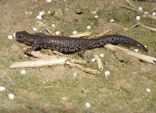 Kammmolch &copy; ZALF, Müncheberg