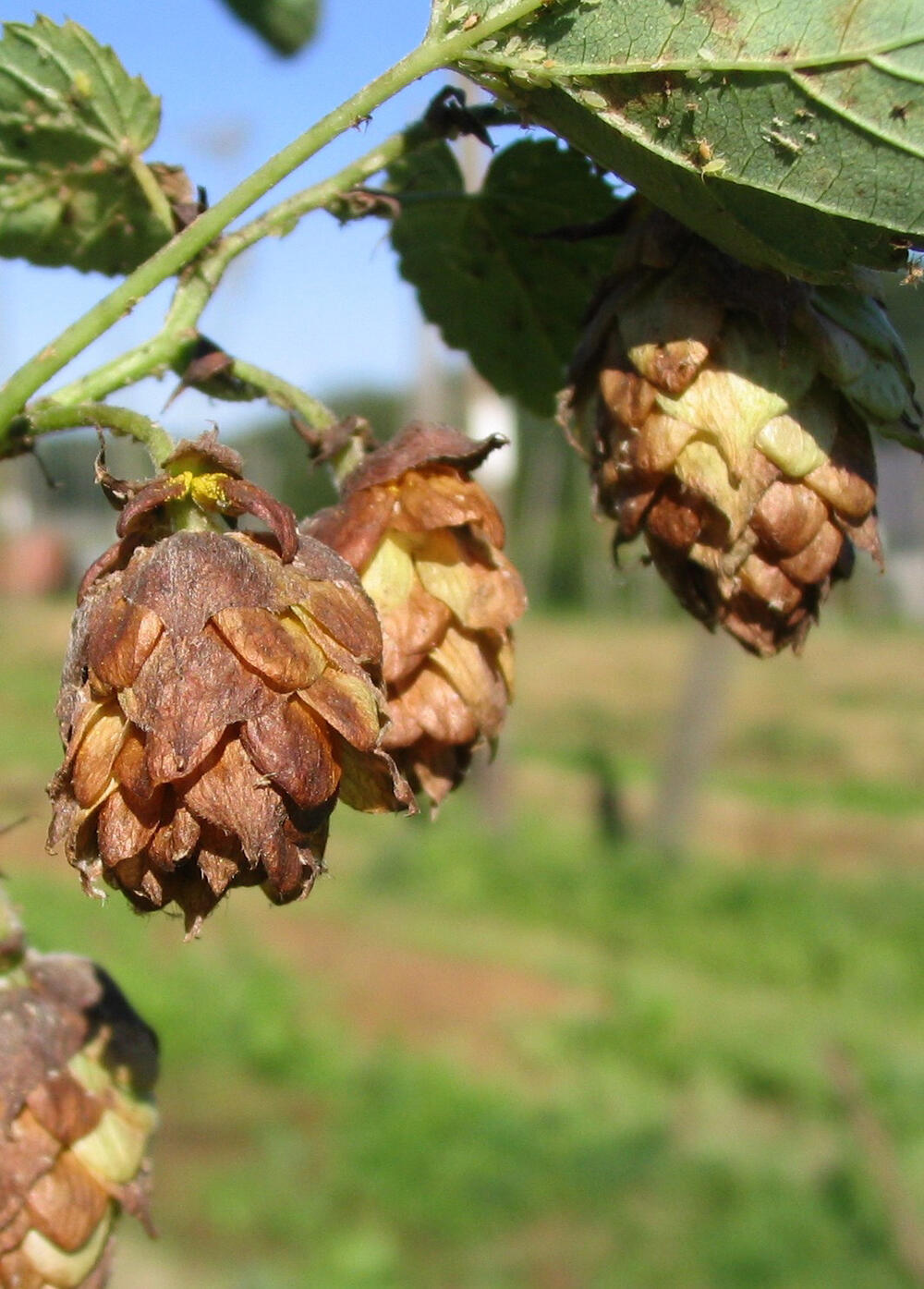 Befallene Hopfendolden 