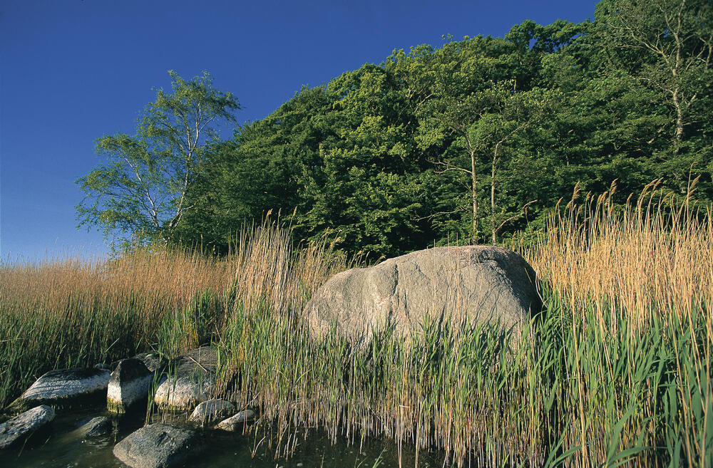 Naturschutz­fläche bei Thiessow im Südosten der Insel Rügen &copy; DBU/Norbert Rosing