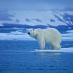 Eisbär auf Eisscholle &copy; st__iv - Fotolia.com
