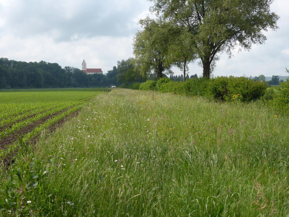 Günztal - Wiesenrandstreifen © Sebastian Hopfenmüller
