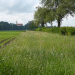 Günztal - Wiesenrandstreifen © Sebastian Hopfenmüller