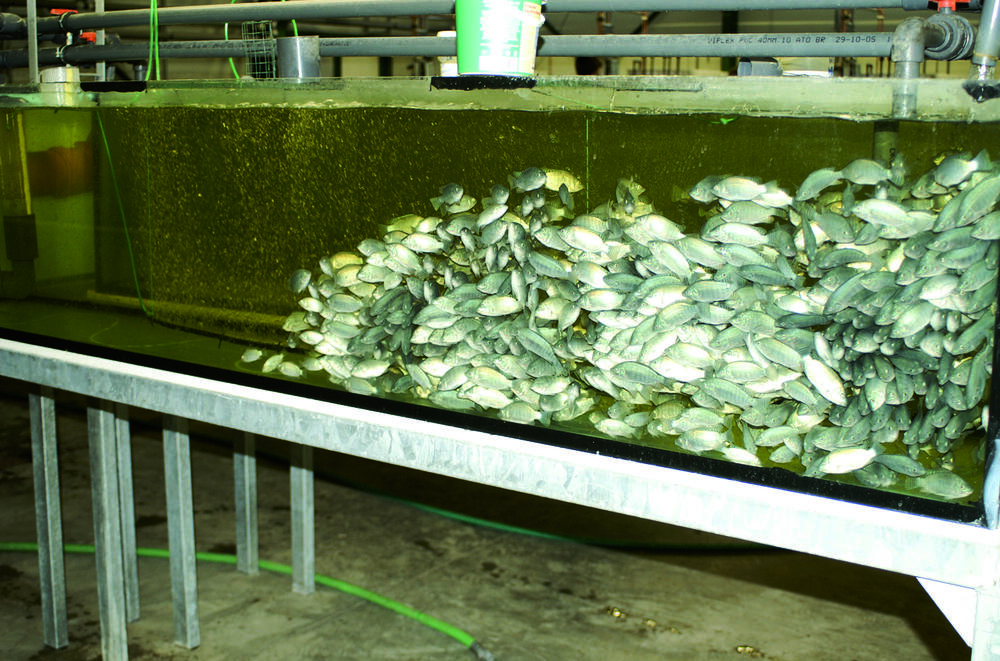 Abwasserfreie Kreislauf­anlage für die Fischzucht 