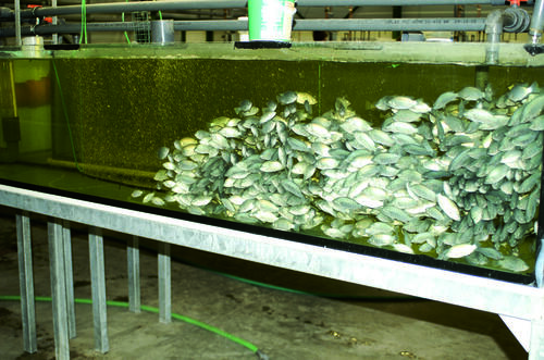 Abwasserfreie Kreislauf­anlage für die Fischzucht 