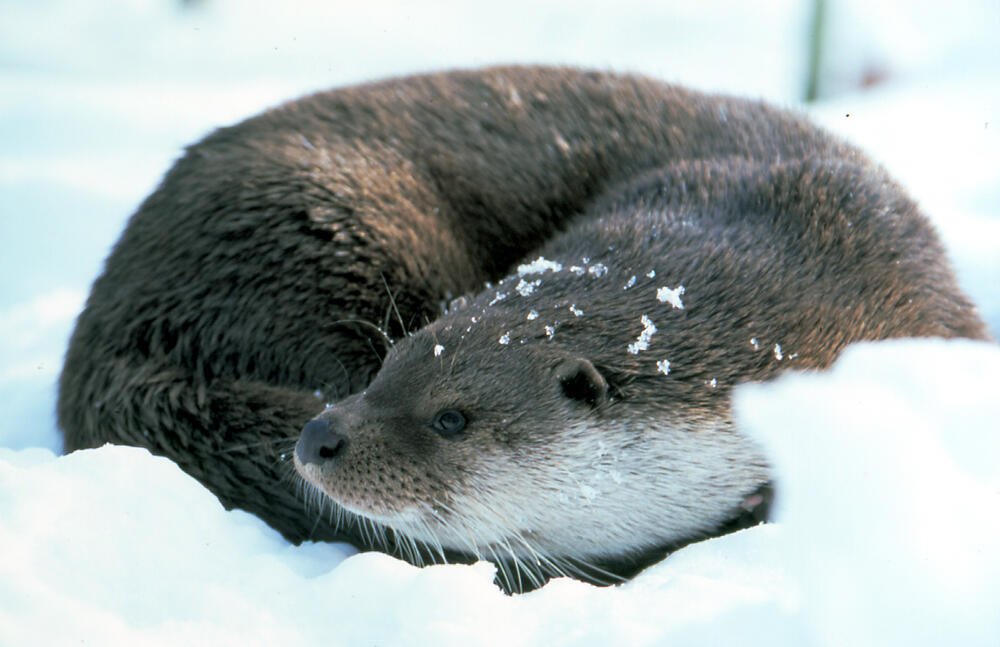 Schnee-Otter 