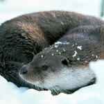 Schnee-Otter 