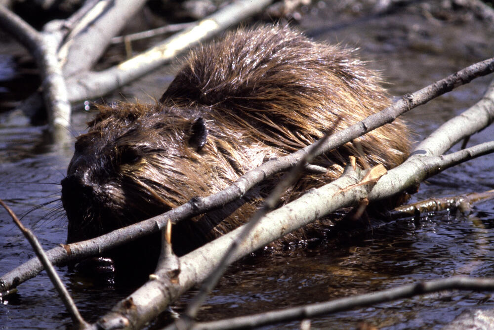 Biber &copy; Klaus Jäkel/piclease