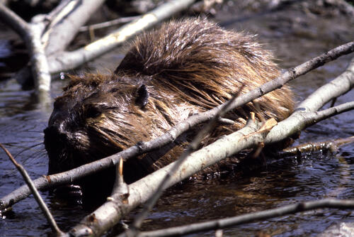 Biber &copy; Klaus Jäkel/piclease