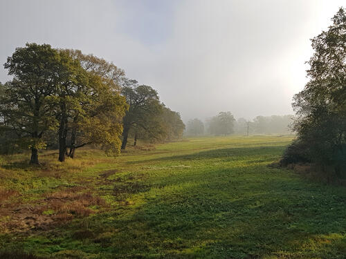 Auen mit Solitäreichen &copy; Heike Culmsee/DBU
